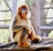 Snub-nosed Monkey