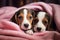 Snuggle Up with These Adorable Beagle Puppies Under a Winter Blanket