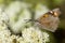 Snuitvlinder, Nettle-tree Butterfly, Libythea celtis