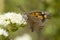 Snuitvlinder, Nettle-tree Butterfly, Libythea celtis