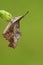 Snuitvlinder, Nettle-tree Butterfly, Libythea celtis