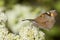 Snuitvlinder, Nettle-tree Butterfly, Libythea celtis