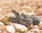 snup nosed adder, Vipera latastei