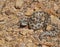 snup nosed adder, Vipera latastei