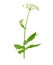 Snyt ordinary isolated on a white background. Aegopodium podagraria.