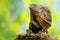 Soa Payung also known as the frilled lizard or frilled dragon is showing a threatening expression.