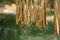 The soaked jute is being dried in the sun. Closeup image of jute. Jute is the main cash crop in Bangladesh