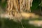 The soaked jute is being dried in the sun. Closeup image of jute. Jute is the main cash crop in Bangladesh