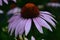 Soaked from the rain flower echinacea magenta medicinal large removed with numerous pestles in raindrops