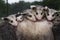 Soaked Virginia Opossum Joeys Didelphis virginiana Snuggle Together Atop Mothers Back Summer