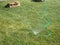 Soaker hose and sprinkler on green grass