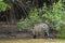 Soaking Wet Wild Jaguar Walking Out of River into Jungle