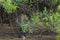 Soaking Wet Wild Jaguar Walking Out of River into Jungle