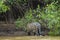 Soaking Wet Wild Jaguar Walking Out of River into Jungle