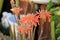 Soap Aloe plant orange flowers in a garden