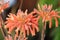 Soap Aloe plant orange flowers in a garden