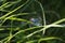 A soap bubble hanging on a blade of grass outdoors