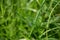 A soap bubble hanging on a blade of grass outdoors