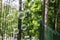 Soap bubbles against the background of green trees