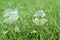 Soap transparent bubbles with reflection on lush green grass