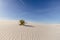 Soap Tree Yucca In The American Southwest Desert