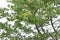 Soapberry ( Sapindus mukorossi ) tree and flowers.