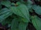 soapbush or Koster's curse (Clidemia hirta) plant