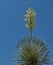 Soaptree Yucca