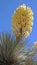 Soaptree Yucca Bloom