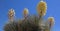 Soaptree Yucca - Blooming