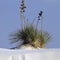 Soaptree Yucca is the iconic plant at White Sands