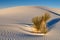 Soaptree Yucca Plant on White Sand Dune