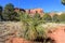 Soaptree Yucca in Sedona Desert