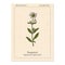 Soapwort Saponaria officinalis , medicinal plant