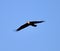 Soaring American Bald Eagle