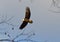 Soaring American Bald Eagle