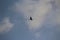 A soaring avian up in the sky. Beautiful bird rises up and heads to the home it belongs to in the dusk time