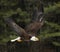 Soaring Bald Eagle