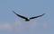 Soaring Bald Eagle