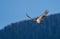 Soaring Bald Eagle near Harrison British Columbia