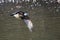 Soaring Bald Eagle near Squamish British Columbia