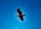 Soaring bird as seen in the blue sky of Cape Cod Massachusetts USA