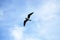 Soaring bird with spread wings against blue sky