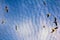 soaring birds while enjoying stunning altocumulus clouds