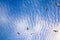 soaring birds while enjoying stunning altocumulus clouds