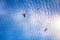 soaring birds while enjoying stunning altocumulus clouds