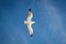 Soaring in the blue sky bird Seagull. White clouds in sunny day. Weather background.