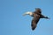 Soaring Galapagos Waved Albatross