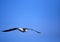 Soaring Gull