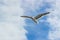 A soaring gull against the blue sky, a bird flying in the sky
